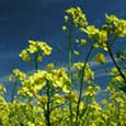 oil seed rape